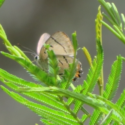 Jalmenus evagoras (Imperial Hairstreak) at Bungonia, NSW - 8 Feb 2024 by Christine