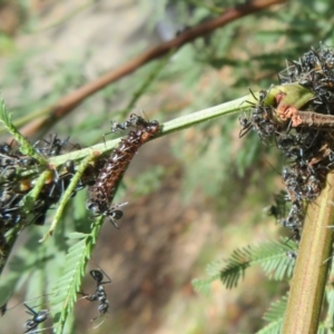 Jalmenus evagoras at Bungonia National Park - 8 Feb 2024