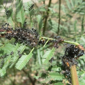 Jalmenus evagoras at Bungonia National Park - 8 Feb 2024