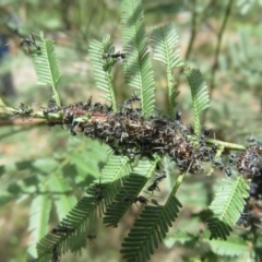 Jalmenus evagoras at Bungonia National Park - 8 Feb 2024