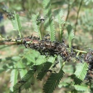 Jalmenus evagoras at Bungonia National Park - 8 Feb 2024