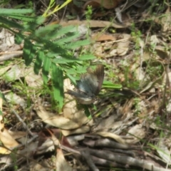 Jalmenus evagoras at Bungonia National Park - 8 Feb 2024