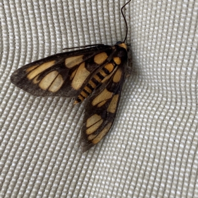 Amata (genus) (Handmaiden Moth) at Aranda, ACT - 13 Jan 2024 by Jubeyjubes