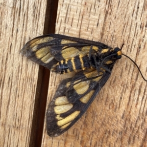 Amata (genus) at Aranda, ACT - 14 Jan 2024 09:04 AM