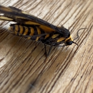 Amata (genus) at Aranda, ACT - 14 Jan 2024