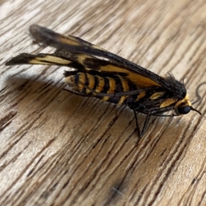 Amata (genus) at Aranda, ACT - 14 Jan 2024 09:04 AM