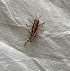 Macrotona australis (Common Macrotona Grasshopper) at Wee Jasper State Forest - 6 Jan 2024 by Jubeyjubes