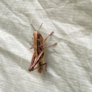 Macrotona australis at Wee Jasper State Forest - 6 Jan 2024