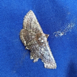 Psilosticha (genus) at Bondo State Forest - 6 Jan 2024