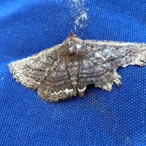 Psilosticha (genus) at Bondo State Forest - 6 Jan 2024