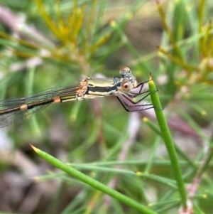 Austrolestes leda at Aranda, ACT - 21 Dec 2023 12:01 PM