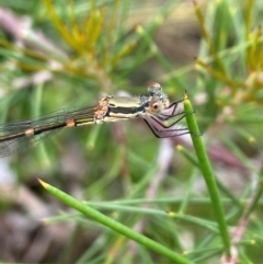 Unidentified Dragonfly or Damselfly (Odonata) at Aranda, ACT - 21 Dec 2023 by Jubeyjubes