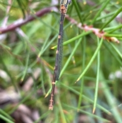 Austrolestes leda at Aranda, ACT - 21 Dec 2023