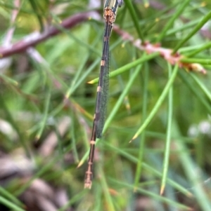 Austrolestes leda at Aranda, ACT - 21 Dec 2023 12:01 PM