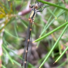 Austrolestes leda at Aranda, ACT - 21 Dec 2023 12:01 PM