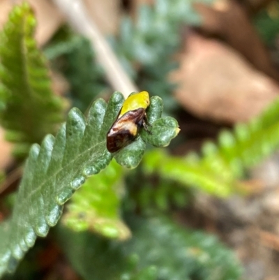 Chaetophyes compacta (Tube spittlebug) at Aranda, ACT - 21 Dec 2023 by Jubeyjubes