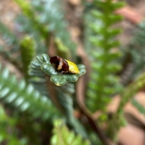 Chaetophyes compacta at Aranda, ACT - 21 Dec 2023