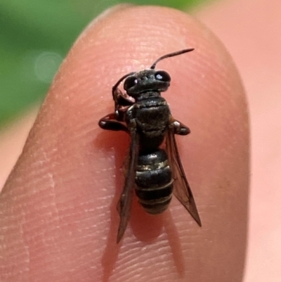 Eurys sp. (genus) (Eurys sawfly) at Aranda, ACT - 17 Dec 2023 by Jubeyjubes