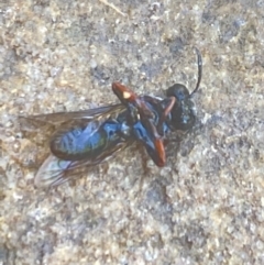 Eurys sp. (genus) at Aranda, ACT - 17 Dec 2023 01:27 PM