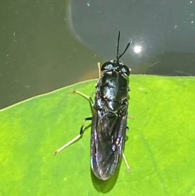 Hermetia illucens (American Soldier Fly) at Aranda, ACT - 17 Dec 2023 by Jubeyjubes