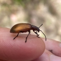 Ecnolagria grandis (Honeybrown beetle) at Aranda, ACT - 13 Dec 2023 by Jubeyjubes