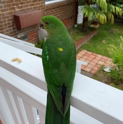 Alisterus scapularis (Australian King-Parrot) at Aranda, ACT - 1 Dec 2023 by Jubeyjubes