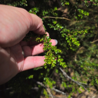 Leionema lamprophyllum subsp. obovatum (Shiny Phebalium) at Namadgi National Park - 8 Feb 2024 by Csteele4