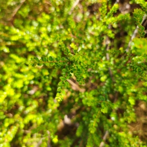 Leionema lamprophyllum subsp. obovatum at Namadgi National Park - 8 Feb 2024