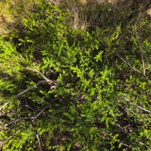 Leionema lamprophyllum subsp. obovatum at Namadgi National Park - 8 Feb 2024