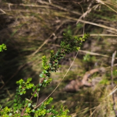 Leionema lamprophyllum subsp. obovatum at Namadgi National Park - 8 Feb 2024