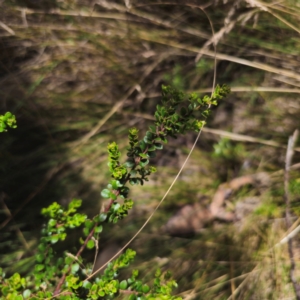Leionema lamprophyllum subsp. obovatum at Namadgi National Park - 8 Feb 2024