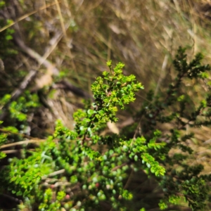 Leionema lamprophyllum subsp. obovatum at Namadgi National Park - 8 Feb 2024