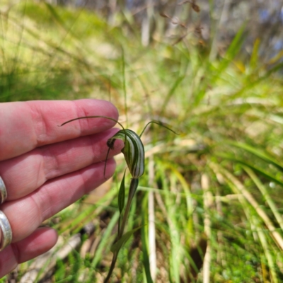 Diplodium decurvum (Summer greenhood) at Namadgi National Park - 8 Feb 2024 by Csteele4
