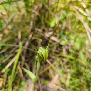 Diplodium decurvum at Namadgi National Park - 8 Feb 2024
