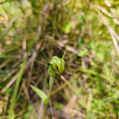 Diplodium decurvum at Namadgi National Park - suppressed