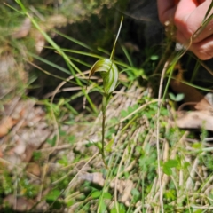 Diplodium decurvum at Namadgi National Park - 8 Feb 2024