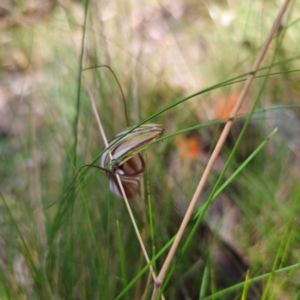 Diplodium coccinum at Tidbinbilla Nature Reserve - 8 Feb 2024