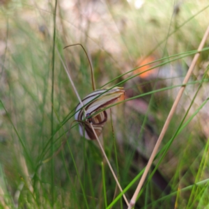 Diplodium coccinum at Tidbinbilla Nature Reserve - 8 Feb 2024