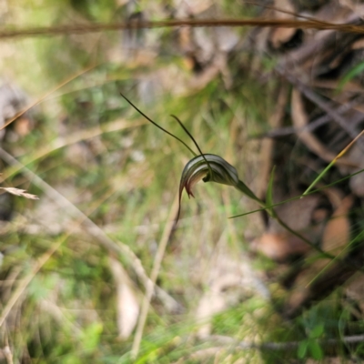 Diplodium decurvum (Summer greenhood) at Tidbinbilla Nature Reserve - 8 Feb 2024 by Csteele4
