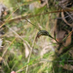 Diplodium decurvum at Tidbinbilla Nature Reserve - suppressed