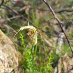 Diplodium coccinum (Scarlet Greenhood) at Paddys River, ACT - 8 Feb 2024 by Csteele4