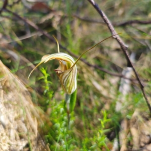 Diplodium coccinum at Tidbinbilla Nature Reserve - 8 Feb 2024