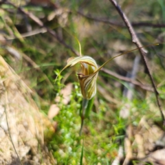 Diplodium coccinum at Tidbinbilla Nature Reserve - 8 Feb 2024