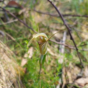 Diplodium coccinum at Tidbinbilla Nature Reserve - 8 Feb 2024