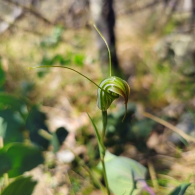 Pterostylis decurva (Summer Greenhood) at Cotter River, ACT - 8 Feb 2024 by Csteele4
