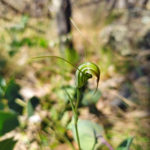 Diplodium decurvum at suppressed - 8 Feb 2024