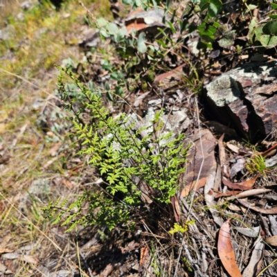 Cheilanthes sieberi subsp. sieberi (Mulga Rock Fern) at Namadgi National Park - 8 Feb 2024 by Csteele4