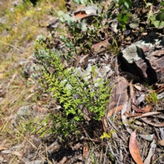 Cheilanthes sieberi subsp. sieberi (Narrow Rock Fern) at Namadgi National Park - 8 Feb 2024 by Csteele4