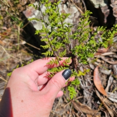 Cheilanthes sieberi subsp. sieberi at Namadgi National Park - 8 Feb 2024