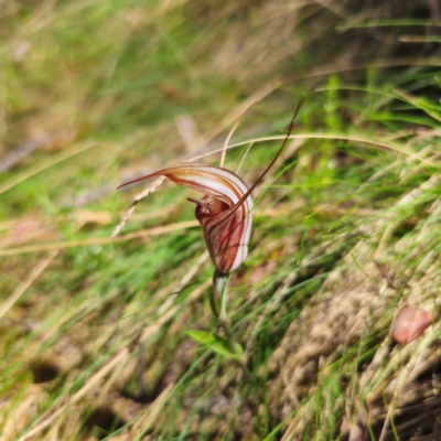 Diplodium coccinum (Scarlet Greenhood) at Namadgi National Park - 8 Feb 2024 by Csteele4